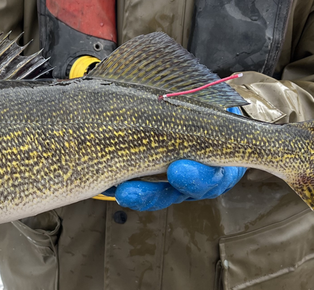 tagged Green Bay Walleye